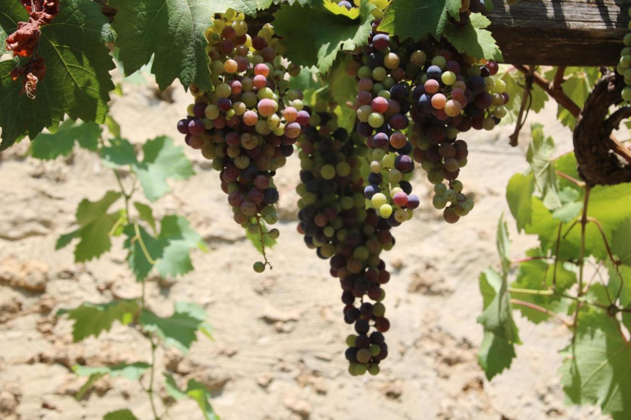 Podere Campo Alle Serpi 毕博纳 外观 照片