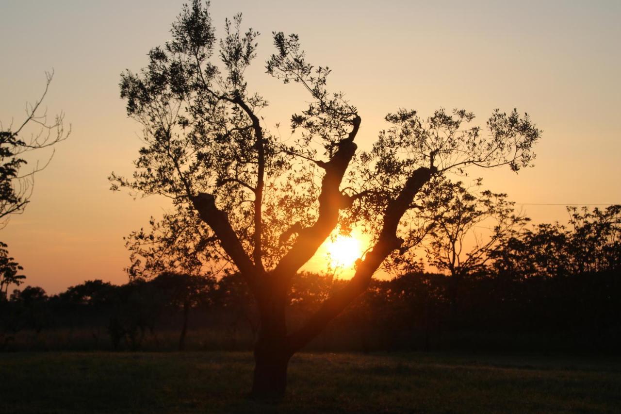 Podere Campo Alle Serpi 毕博纳 外观 照片